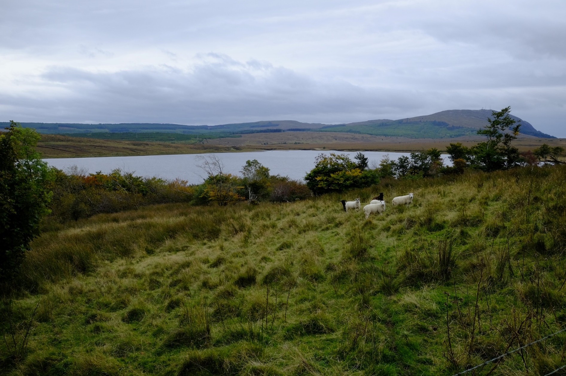 Irland - franziskanisch