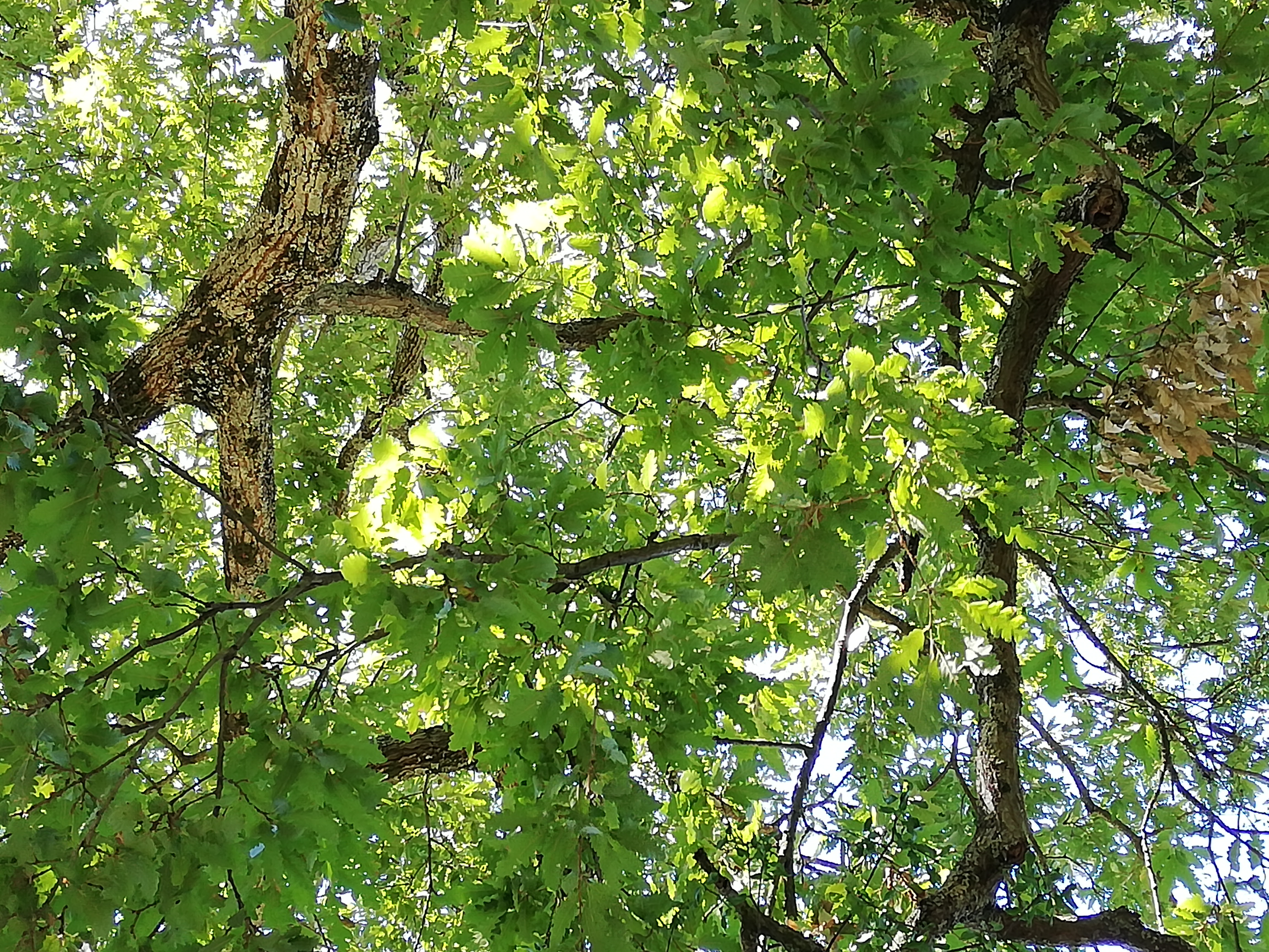 Waldbaden: Kleine Natur-Auszeit mit grosser Wirkung